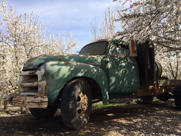 An old truck in a nut orchard