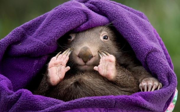 An orphaned  month-old wombat at the Healesville Sanctuary in Victoria Australia  Photo by Robert Leeson