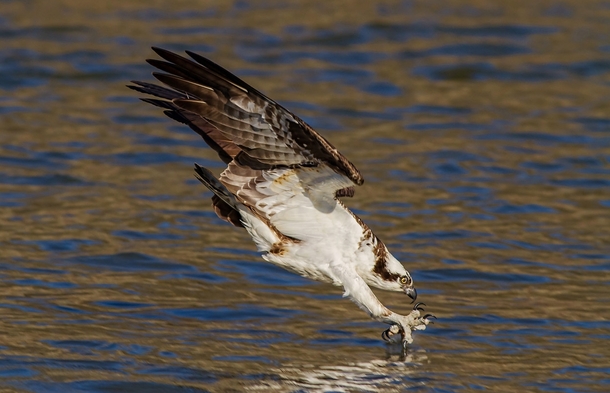 An Osprey fishing on Jordan Lake in North Carolina 