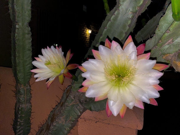 An Unknown Type of Cactus that Blooms at Night 