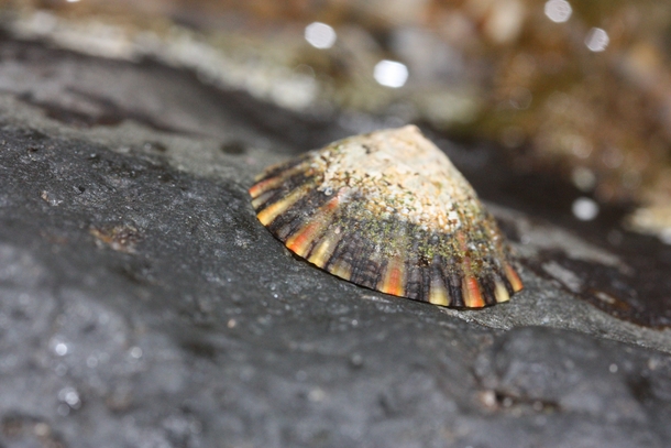 An unsuspecting but colorful limpet at Burleigh Head National Park Queensland 
