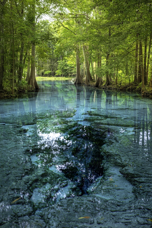 Ancient amp Ethereal Florida Little Devil Spring Ginnie Springs System High Springs FL 