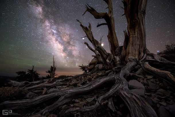 Ancient Bristlecone Pine Forest amp Milky Way 