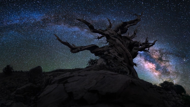 Ancient Bristlecone Pine in Californias Inyo National Forest 