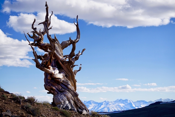 Ancient Bristlecone Pine in the Inyo National Forest CA with the snow capped Sierra Nevada mountain range in the background 
