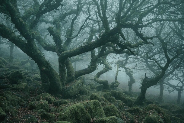 Ancient trees of Wistmans Wood in Dartmoor England 