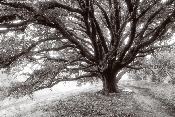 Angelic Oak - Giant Oak Tree on Misty Morning Russian Ridge Open Space CA 