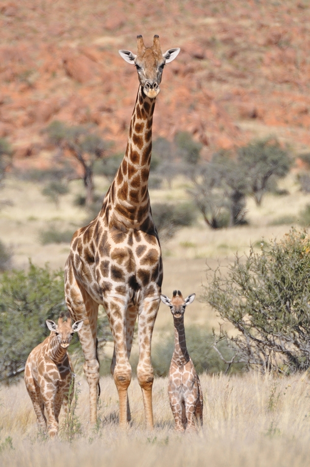 Angolan giraffes -- now identified as the southern giraffe species -- in northwest Namibia The Angolan subspecies was described in  and there are an estimated  individuals in the wild Photo credit Julian Fennessy Giraffe Conservation Foundation GCF 
