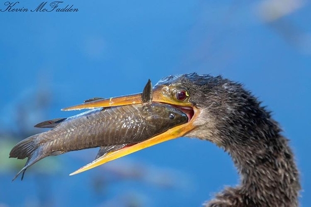 Anhinga with Fish for dinner - Central FL