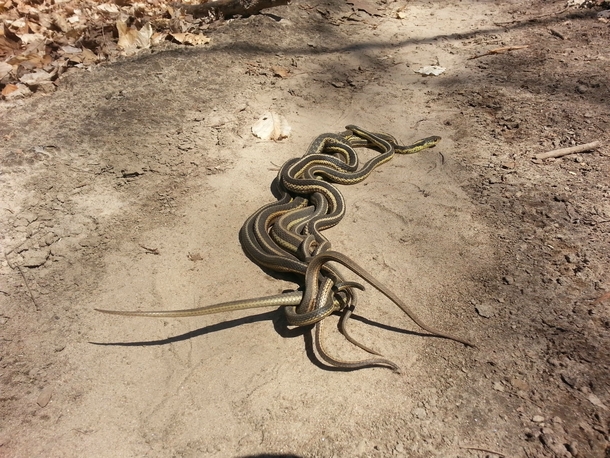 Animalporn is the perfect place for this Garter SnakeThamnophis mating pileOC