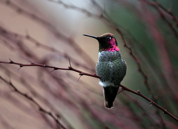 Annas Hummingbird  Calypte anna  
