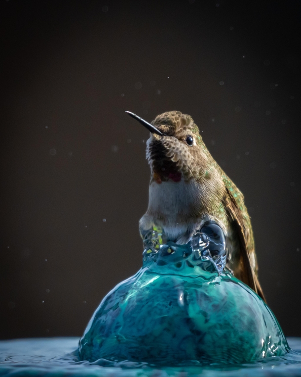 Annas Hummingbird taking a bath 
