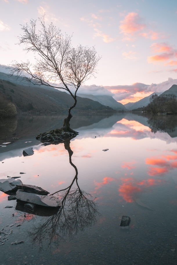 Another angle of the lone tree on LLyn Padarn - Snowdonia 