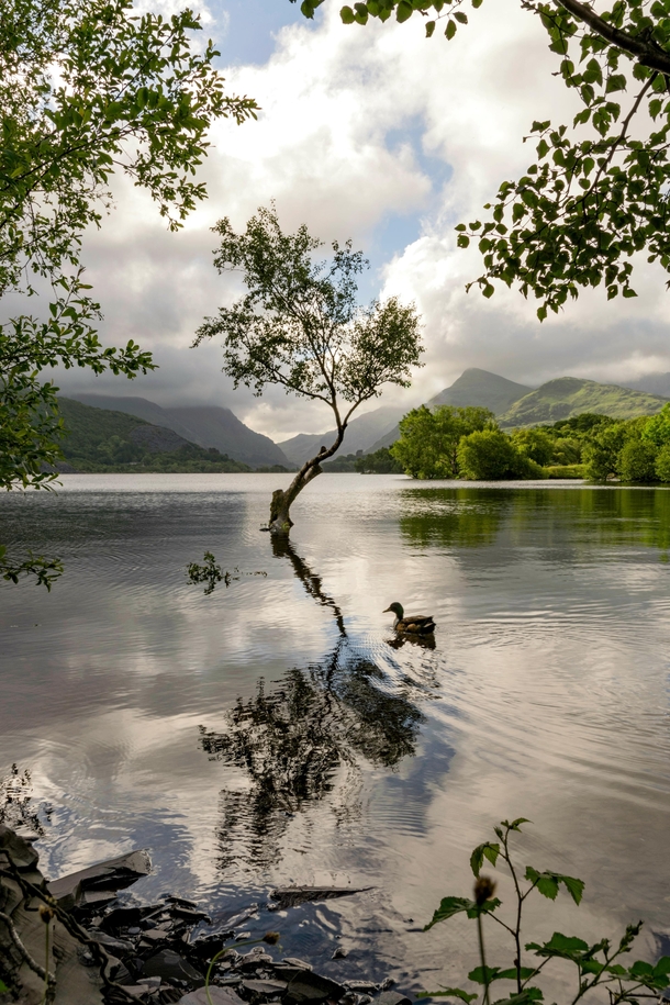 Another beautiful day at the Lonely Tree Llyn Padarn North Wales  Ste Clayton Photography