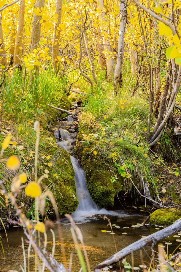 Another day of Fall Magic - Eastern Sierra California 