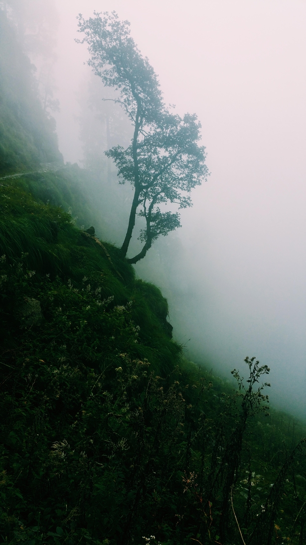 Another Misty Photo from the Billing - Baragaram Hike Himalayan India 