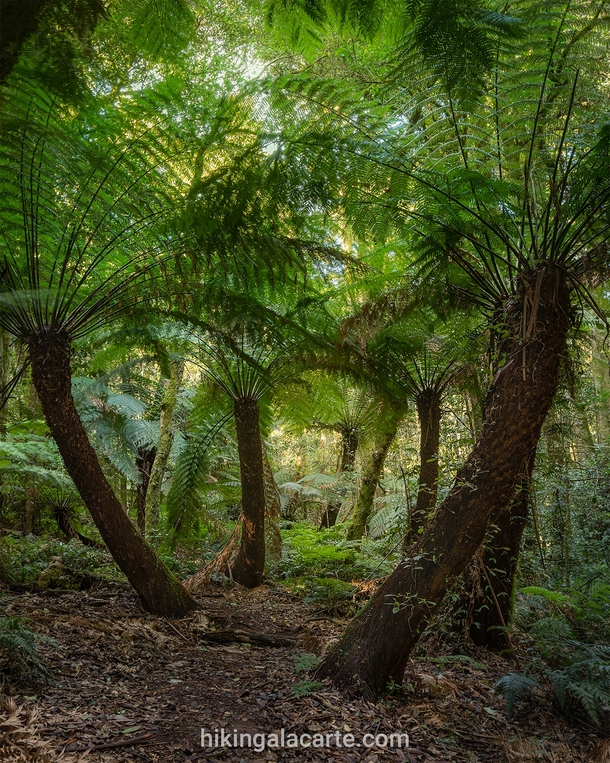 Another one from Blue Mountains NP Cathedral of Ferns 