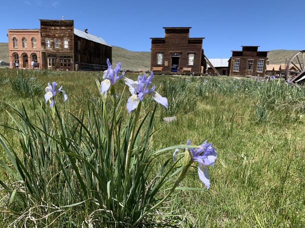 Another pic from Bodie California