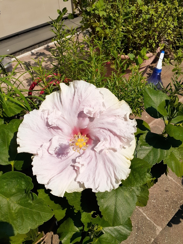 Another tropical hibiscus I dont remember the cultivar name