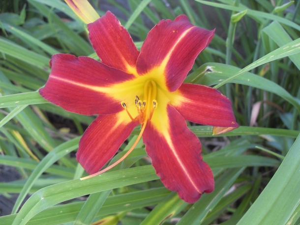 Another variety of day lily x OC