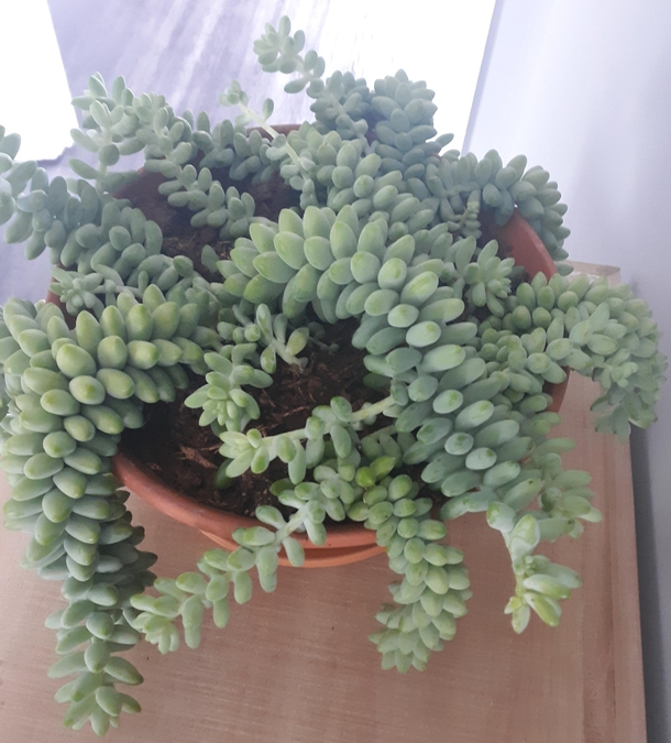 Another view of my Burrows Tail Succulents