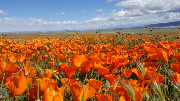 Antelope Valley California Poppy Reserve CA  March rd  