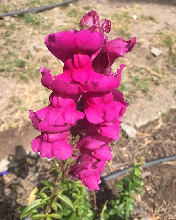 Antirrhinum majus In my country theyre typically called doggies but I know elsewhere they call them snapdragons