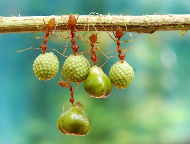 Ants holding seeds 