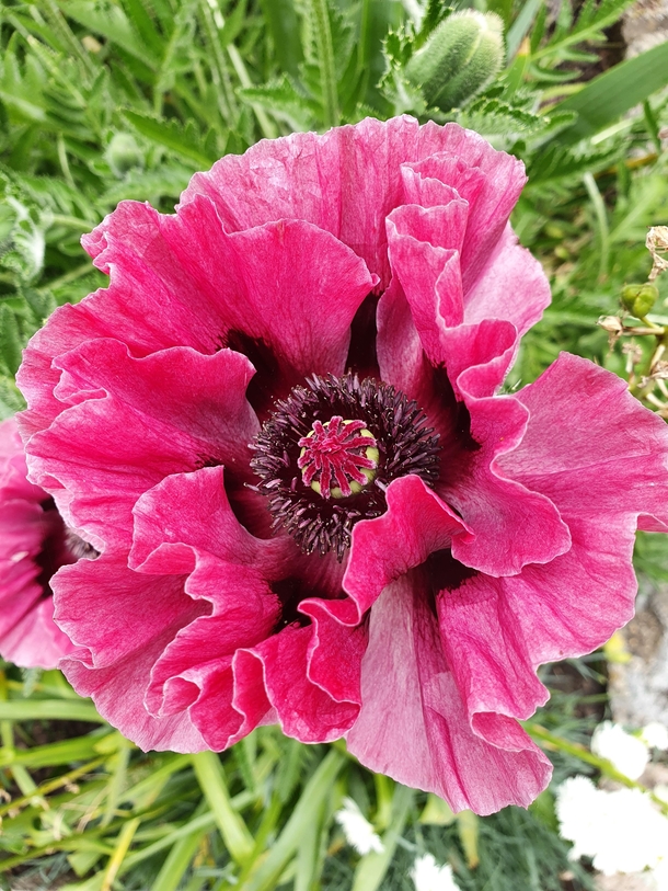 Apparently this is a Great Scarlet Poppy