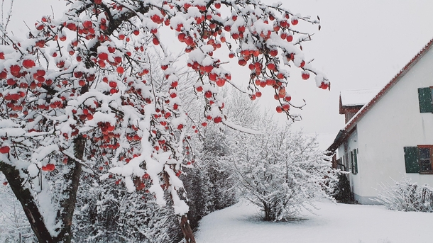 Apple tree in front of my house after a snowfall Bavaria Germany