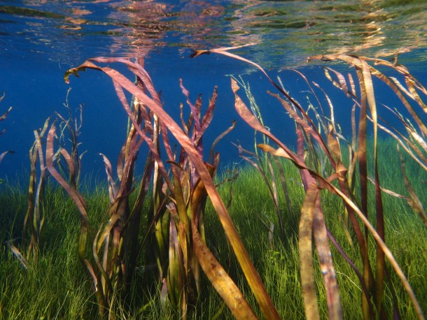 Aquatic grasses in Ewens Ponds South Australia 