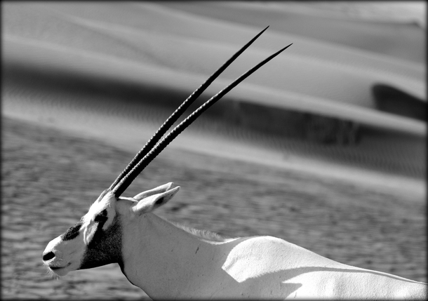 Arabian oryx in UAE desert extinct in wild in s saved by zoos and private reserves now reintroduced in the wild Oryx leucoryx 