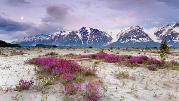 Arctic Blooms - St Elias Mountains Alaska 