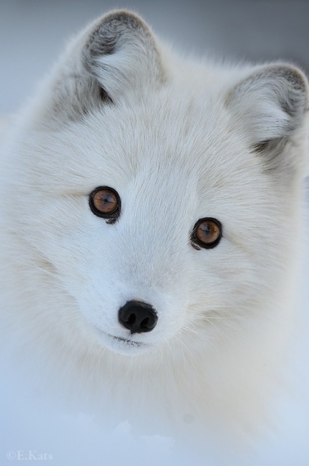 Arctic fox 