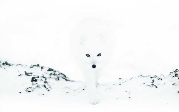 Arctic fox emerges from the mist by Anna Henly 
