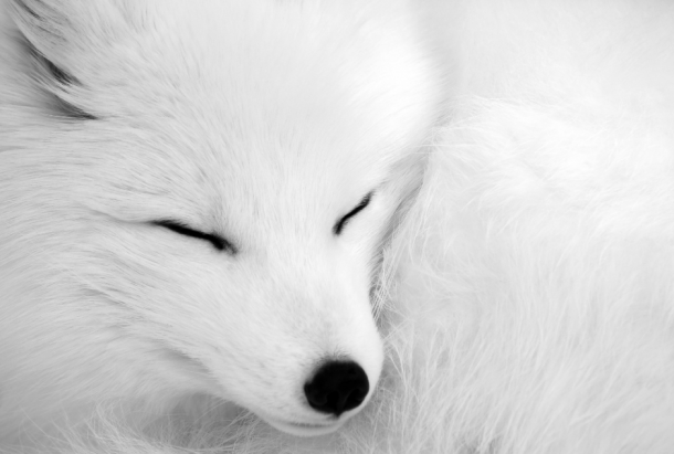 Arctic Fox up close 