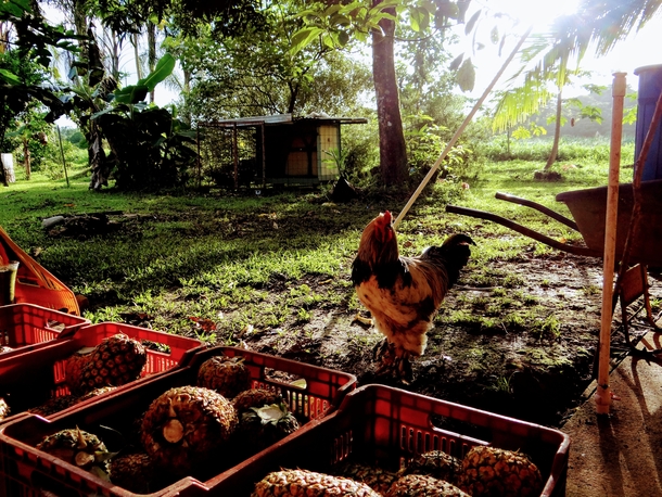 Armando the rooster on a pineapple farm in Costa Rica