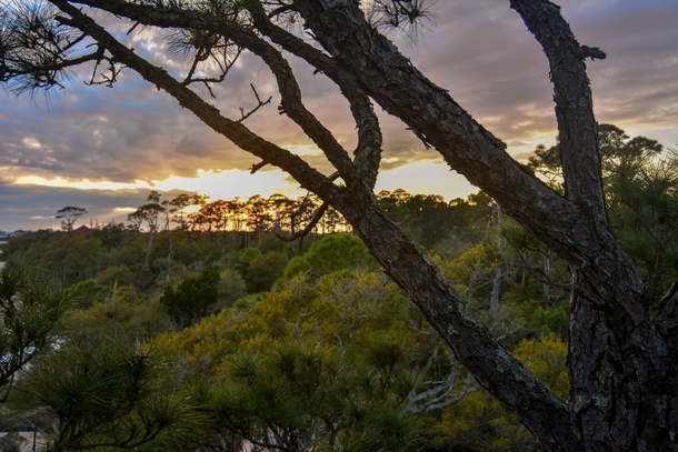 Around  feet up in the trees overlooking the sunset in Pensacola Florida  OC