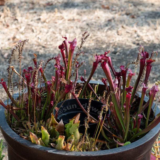 As its pitchers age Sarracenia Danas Delight changes from white to pink to purple to dark red