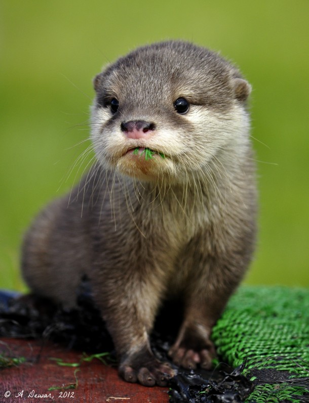 Asian Short-clawed Otter Pup  - x