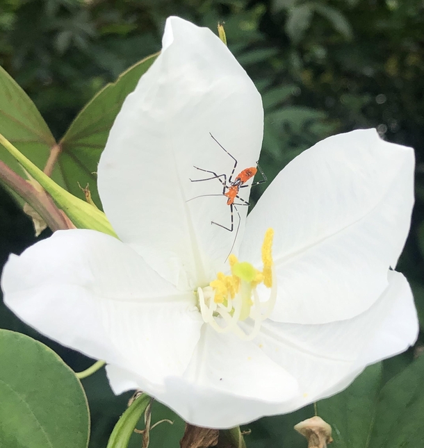 Assassin bug in white orchid tree flower OC