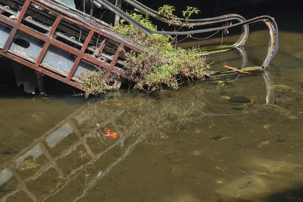 At the abandoned New World Mall in Bangkok a single koi remains on the flooded ground floor where there were once  fish story amp more images linked in comments 