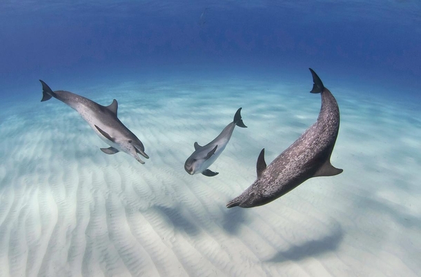 Atlantic Spotted Dolphins Stenella frontalis having an underwater chat John Gaskell 