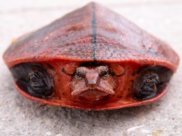 Aubrys Flapshell Turtle