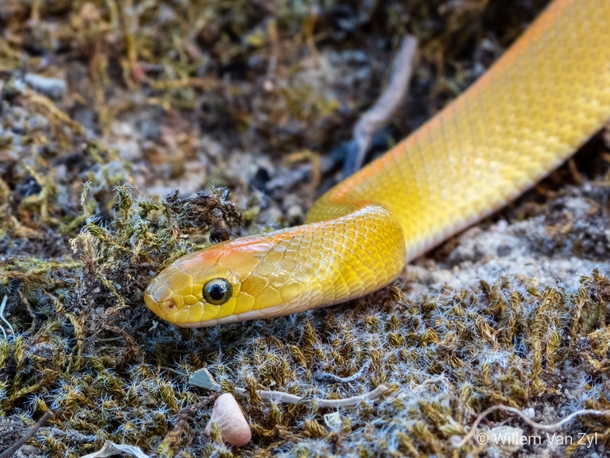 Aurora House Snake Lamprophis aurora from Richwood South Africa Harmless