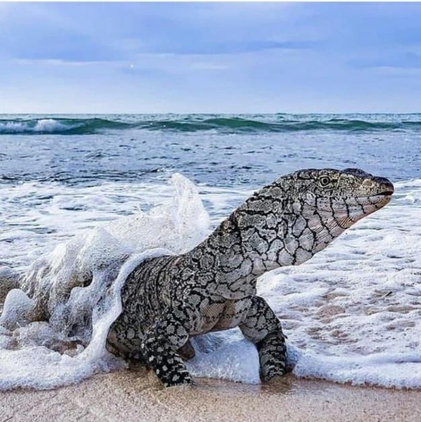 Australian Monitor Lizard Walks out of the Ocean