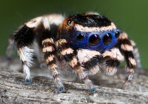 Australian Peacock Spider