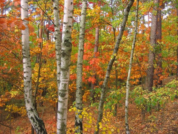 Autumn Color in a Polish Forest 