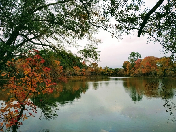 Autumn Colors Houston Texas 