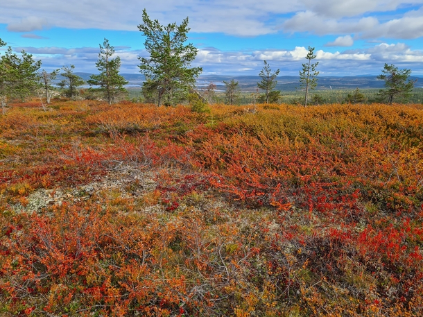 Autumn colors in Pallas-Ylls National Park Finland 